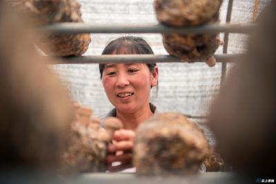 （待审）建始：小小个头的它 却为这个村带来千万元的收益
