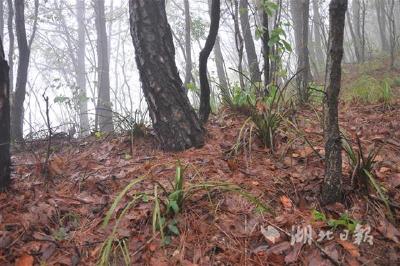 湖北上半年发生地质灾害44起 成功预报恩施州鹤峰县南渡江滑坡