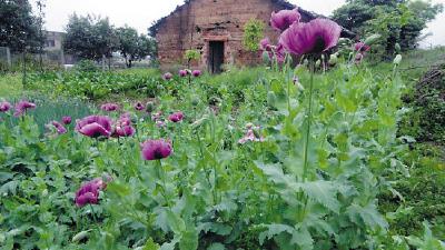 为饱口福非法种植罂粟，七旬老妇因无知而获刑