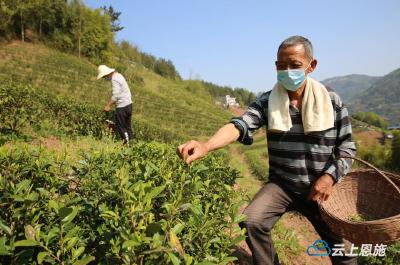 春茶出山——巴东沿渡河镇红砂村春茶上市侧记