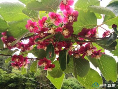 中科院武汉植物园在咸丰选育新品种猕猴桃