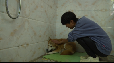 恩施：两夫妻坚守12年 为给流浪猫狗一个温暖家