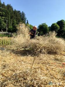 【组图】咸丰：油菜丰收 村民笑开颜