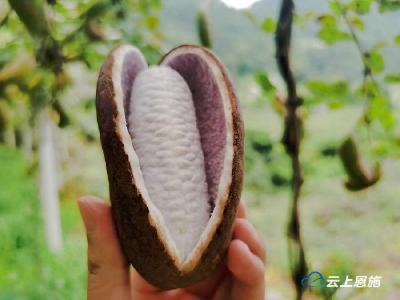 宣恩：“野瓜家种”八月瓜“炸”出幸福来