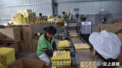 金凤振翅“飞”——建始与滨江联手打造金凤一体化集约化扶贫园