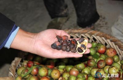组图丨咸丰茶农喜摘扶贫油茶果
