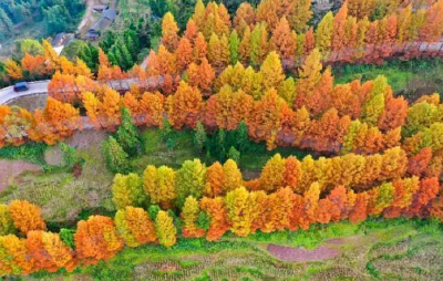 【组图】利川：忠路的柑橘黄了、水杉树红了 