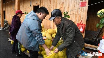 宣恩：“柚”是一年成熟时