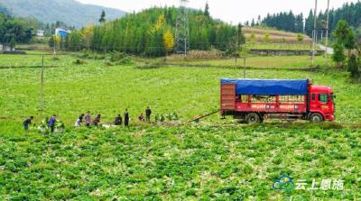 组图 | 利川无公害高山蔬菜成外地客商的“抢手货” 