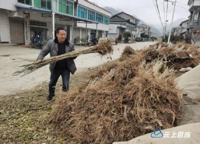 鹤峰五里乡：苗木地里的“新希望”  