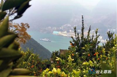 巴东退捕渔民种植柑橘过上陆上新生活