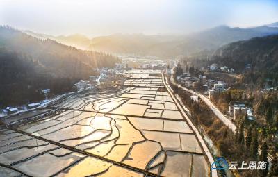 组图 | 利川：五彩斑斓莼菜田 
