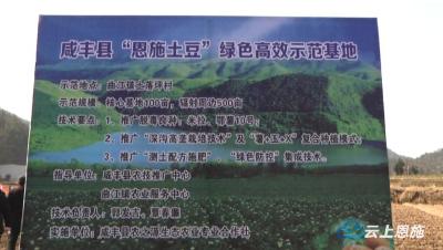 2021年咸丰县计划发展马铃薯19万亩  
