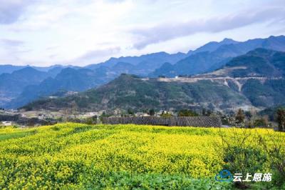 来巴东牛洞坪，感受油菜花的春天 