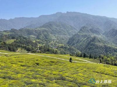 鹤峰1.8万亩有机茶全面开采 