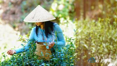 组图 | 闻着茶香寻找春天的味道  