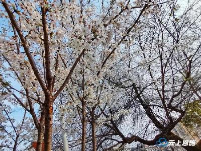宣恩：樱花绽放春意浓 