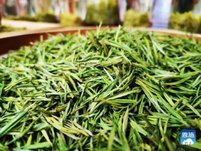 “我愿做恩施硒茶最忠实的‘搬运工’！”湖南一采购商说
