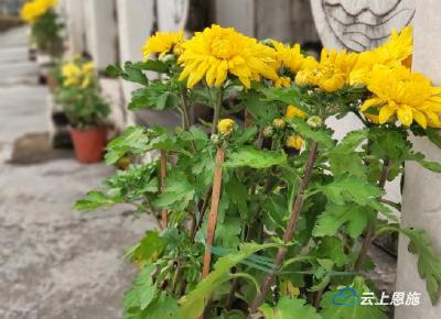 巴东：倡环保祭祀 树文明新风 