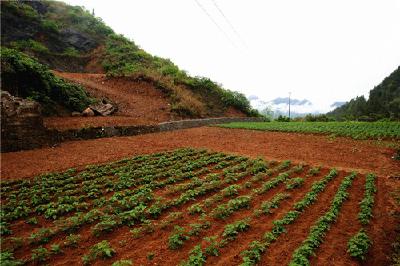 来凤：一纸检察建议  让200亩矿山披上“绿衣”