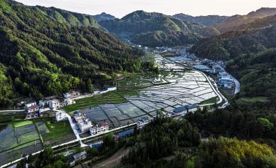 组图 | 利川：千亩莼菜田