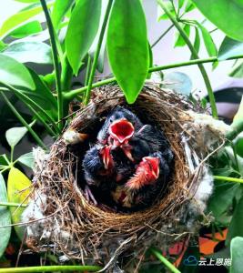 鹤峰：飞来燕子阳台筑巢 景观树上乐安家 