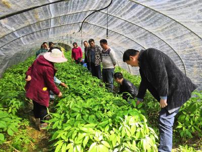 宣恩发现 5.6亿年前三叶虫化石 