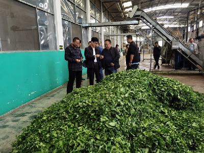陈学明带队赴鹤峰县、宣恩县开展茶叶生产 全域绿色化工作视察和《州实施<湖北省促进茶产业发展条例>办法》立法调研
