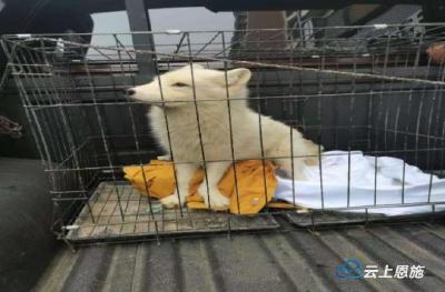 来凤成功救助一只野生狐狸 