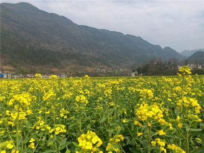 建始将集中连片种植10万亩油菜 打造五条“花”经济带