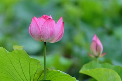 组图 | 清水出芙蓉 卷舒任天真 