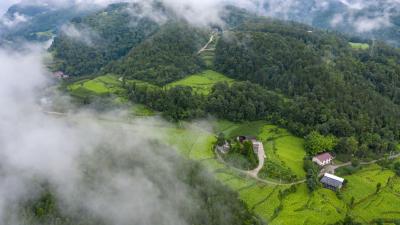建始县4.02万亩烟叶喜迎丰收