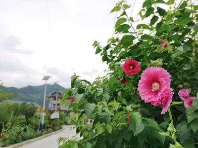 恩施市白果乡见天坝村：乡村振兴开新局 环境改善先破题