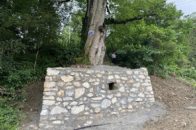 利川：检察建议助力7024棵古树分类保护