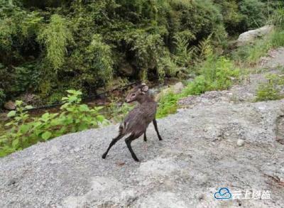 深山“猛兽”闯入村寨却不慎掉入鱼塘 村民发现后…… 
