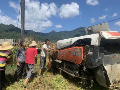金秋稻谷黄，田间收割忙