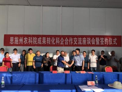 恩施州农科院举办玉米新品种成果转化现场观摩会
