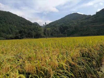 咸丰：“公司+基地+农户”让百姓“饭碗”装满富硒粮 