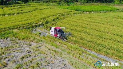 又“稻”一年丰收季 