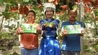 建始关口葡萄采摘节来即将开幕！ 