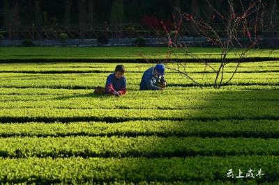 亩均增收8000余元！咸丰县连续三年入选“中国茶业百强县”
