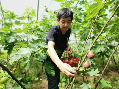 巴东80后小伙返乡打造精品水果采摘园