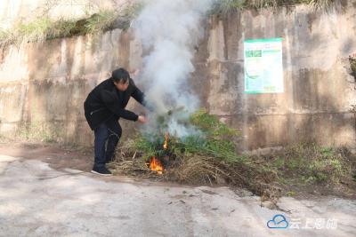斩草除根！利川铲除“加拿大一枝黄花”30000余株