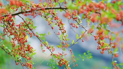 组图 | 鹤峰留驾村：山水田园美 乡村面貌新