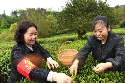 建始李林：守护“茶王”铸品牌