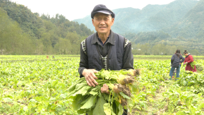 【学党史·办实事】国网咸丰供电公司为村民解决18万斤大头菜销售难题