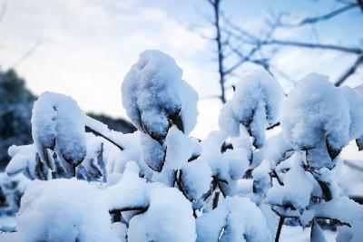 组图｜雪后的森林花海，美得恍若隔世！