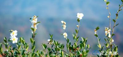 来凤：千亩油茶花似雪 金果银花富乡村