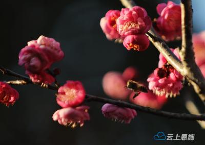 组图｜鹤峰：溇水两岸 红梅盛开