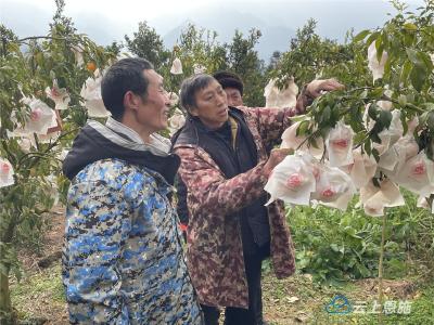 鹤峰丑柑成农民“致富新密码” 